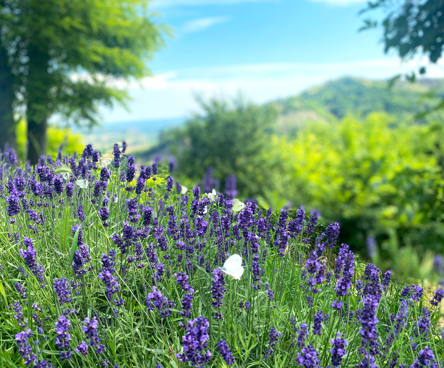 Box Platinum lavanda vera