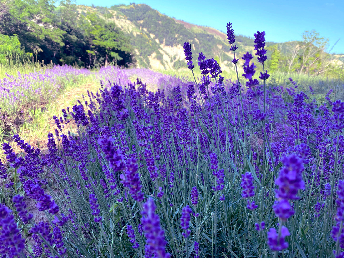Roll On Lavanda Vera Officinale