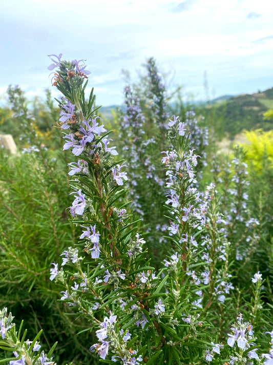 Idrolato di Rosmarino Verbenone
