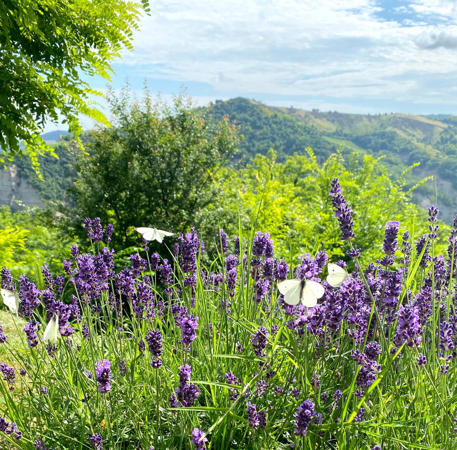 Adotta una pianta di lavanda biologica