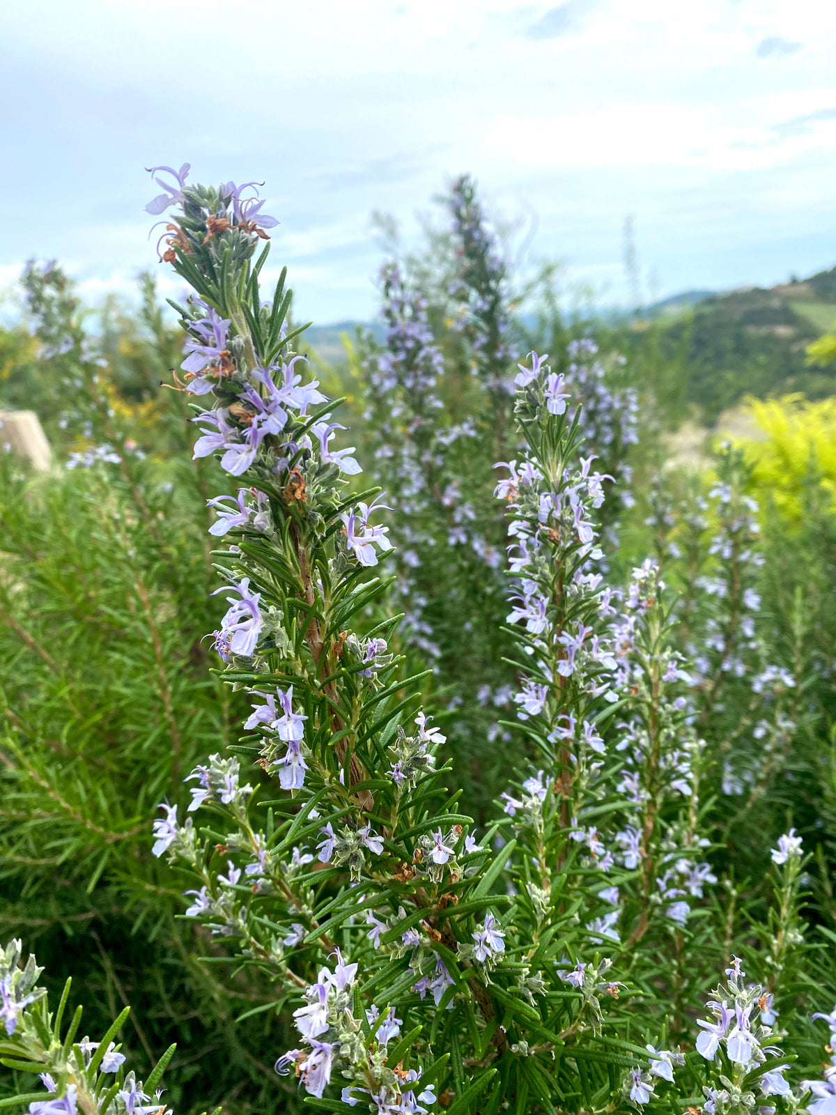Cosmetici artigianali