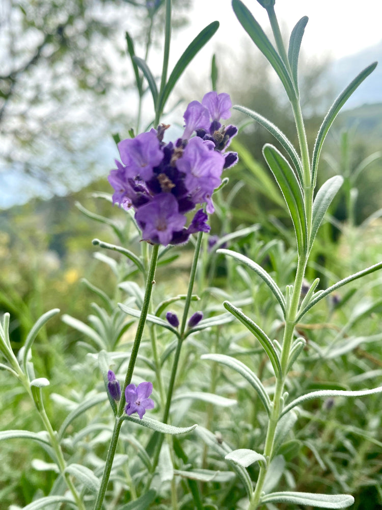 Oli essenziali e acqua aromatica