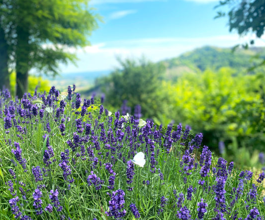 Box Platinum lavanda vera