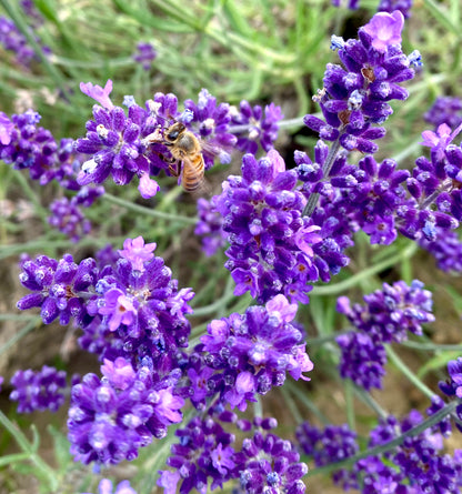 Roll On Lavanda Vera Officinale