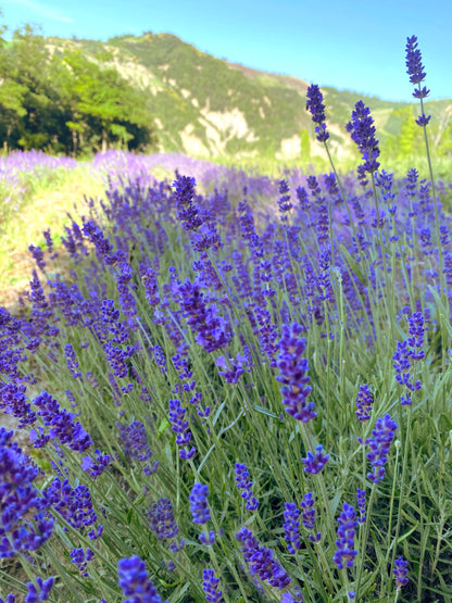 Crema viso con olio essenziale di lavanda