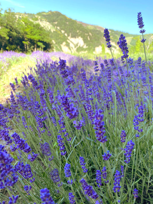 Box Gold lavanda vera