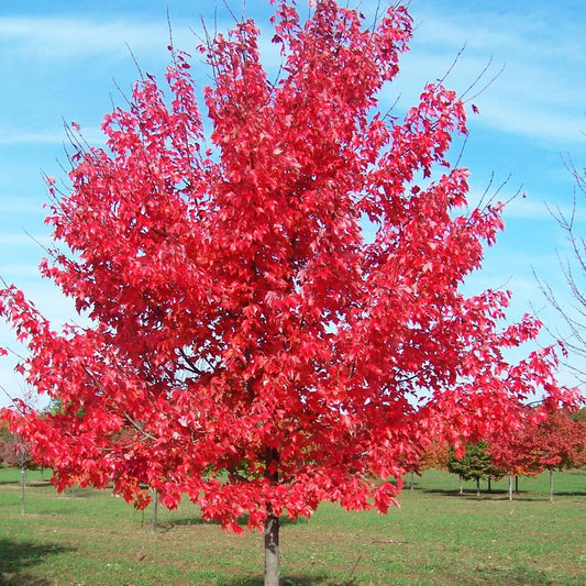 Box Gold albero mellifero bio