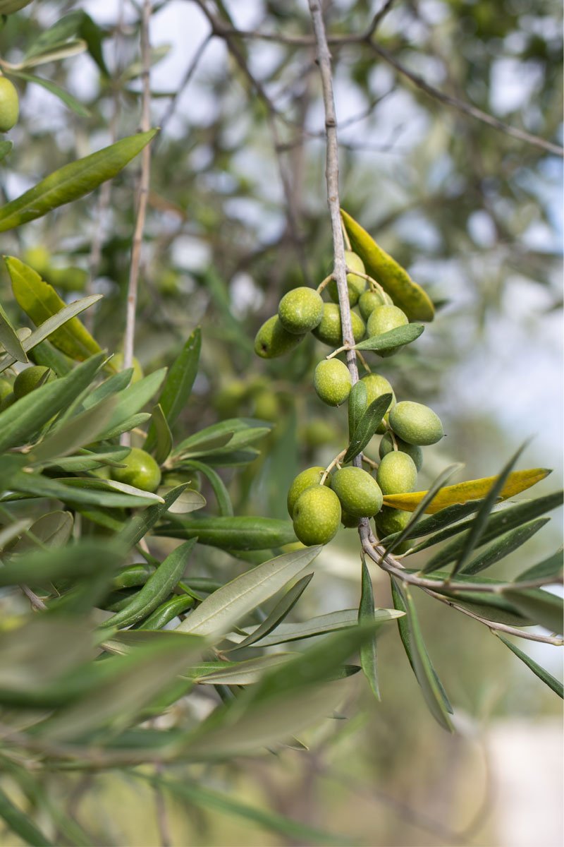 Box Gold albero mellifero bio