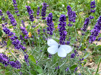 Crema viso con olio essenziale di lavanda