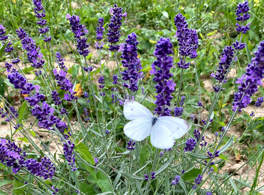 Box Silver lavanda vera